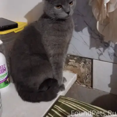 НАЙДЕНА КОШКА!!!!15 числа по у...