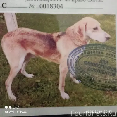 Добрый день. Потерялась собака...