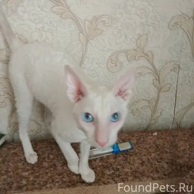 Пропал кот, в районе ул. Киров...