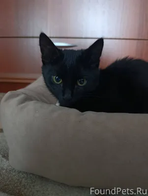 Возле рынка найден котенок (де...