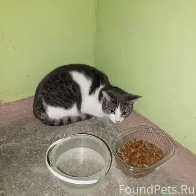 Найден кот в первом подъезде д...