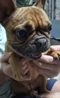 Добрый день. Кто потерял собак...