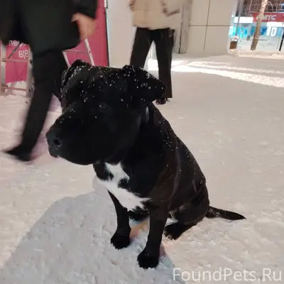 Найден пёс. Хозяин откликнись....