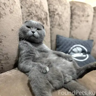 Пропал кот Откликается на клич...