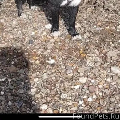 Пропала собака 13.12.25 Черная...