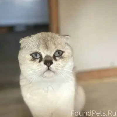 Пропал кот! Улица Тургенева Ок...