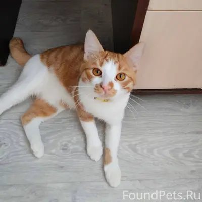 Пропал рыжий кот ,может кто то...