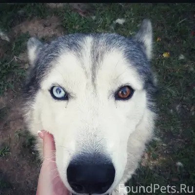 Добрый вечер, убежала собака, ...