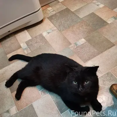 Пропал кот. Во вторник 16.12.....