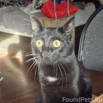 ПРОПАЛА КОШКА! ПОМОГИТЕ НАЙТИ!...