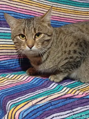 Скажу откровенно, думала, что ...