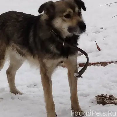 Здравствуйте Кто потерял собак...