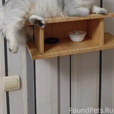 Пропал кот. Британская серебри...