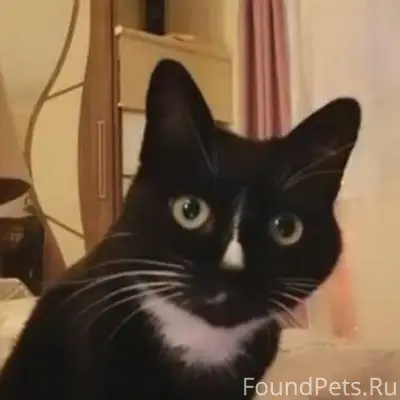 Пропал наш любимый кот Степа 2...