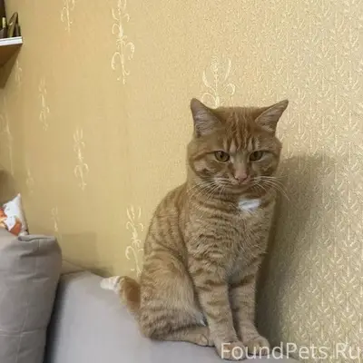 ПРОПАЛ КОТ Хозяева потеряли лю...