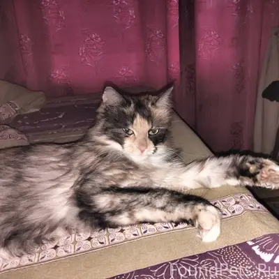 Пропала кошка, Район Монастыря...