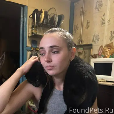 Пропала кошка в центре города....
