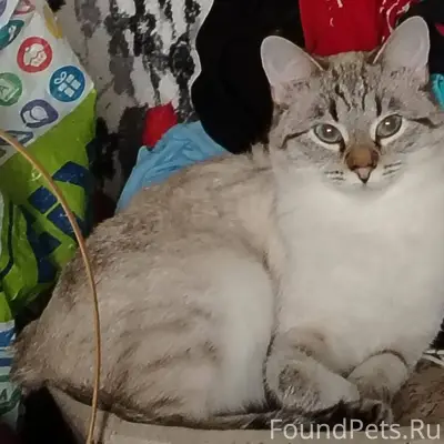 Пропала кошка. Выпала с балкон...