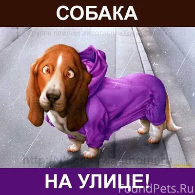 ❗ Собака на улице! ❗ Поселок.....