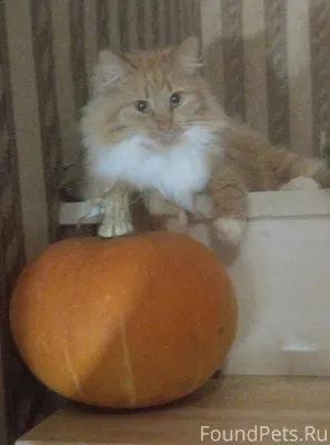 Ладушкин. Пропал кот . Если кт...