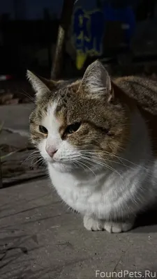 Найдена кошка! Возможно ее ище...
