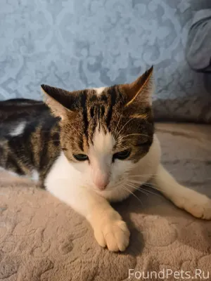 Найден кот, пл. Ленина 8, явно...