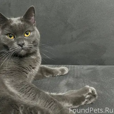 Нашла кошечку в районе самолет...