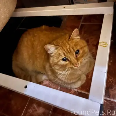 ❗️Найден кот❗️ 20.12.25 на...