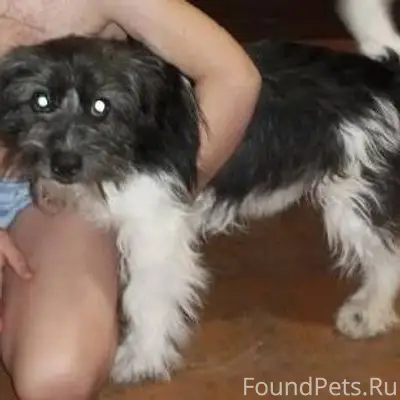 #потерялось_животное_Шадринск ...