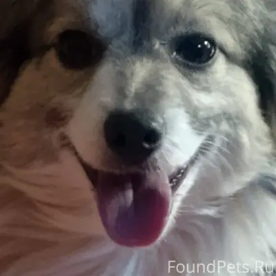 Потерялась собака маленькой по...
