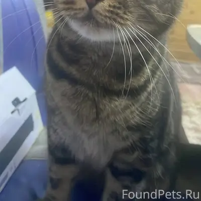 Пропал кот если кто видел дайт...