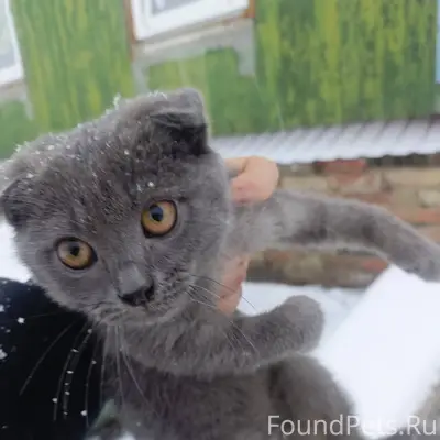 Заречка! Кто потерял котёнка? ...