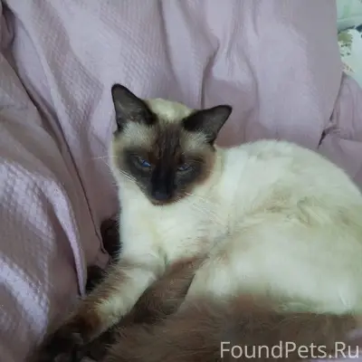 Пропал кот в районе больницы м...