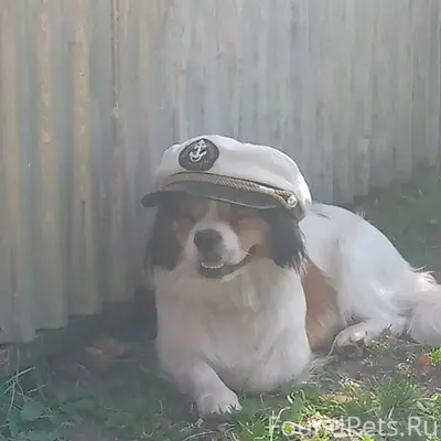 Село А донская на улице победа...