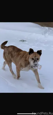 #найденКотопес04 По пос. Север...