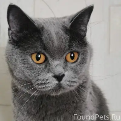 Пропала кошка британской пород...