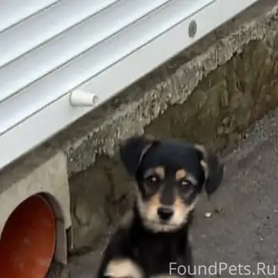 ПРОПАЛ ЩЕНОК !!! В субботу 20....