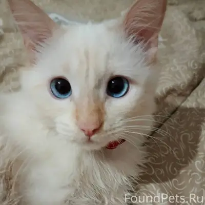 Пропал Кот Персик. 1.5 год...