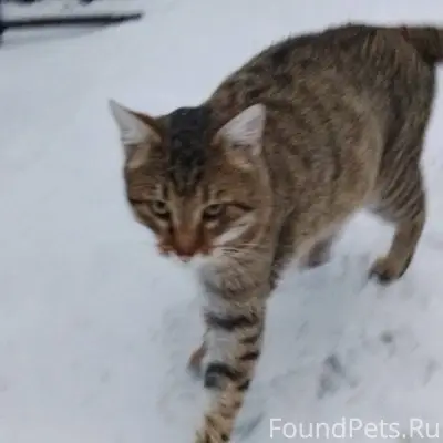 Убежал или выбросили? Район д....