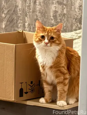 Пропал кот Зовут Кеша Выбежал ...