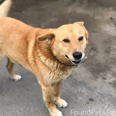 🆘Вчера утром убежала собака - ...