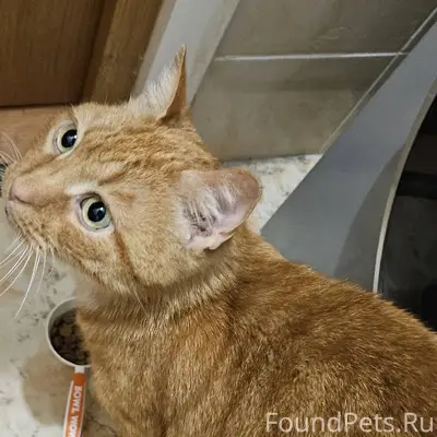 Найден кот. На Воскова 26к2, б...