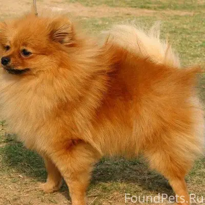 У улицы Адмирала Макарова 65 б...