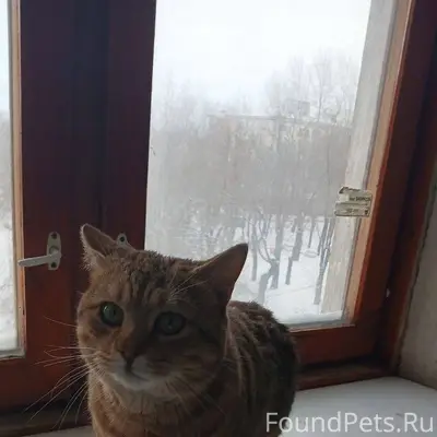 Хозяин, найдись!!! Во дворе до...