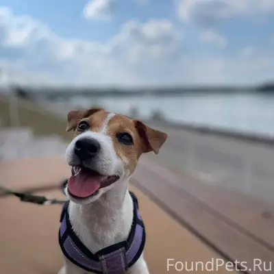 Пропала собака! Помогите найти...