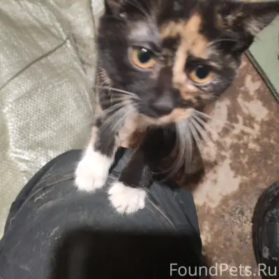 Найден котёнок. Живёт под быто...