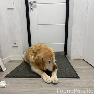 Срочно!! Возле орбиты найден п...