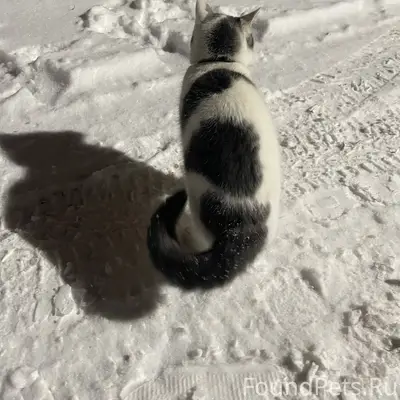 В Пензе в районе дома Проспект...