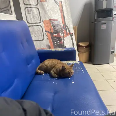 Найден рыжий кот ! В конце ноя...