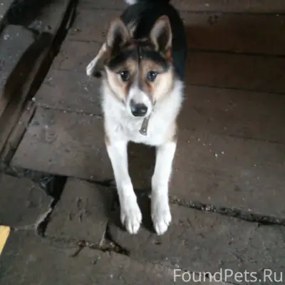 Пропал пёс с ул.Калинина,откли...